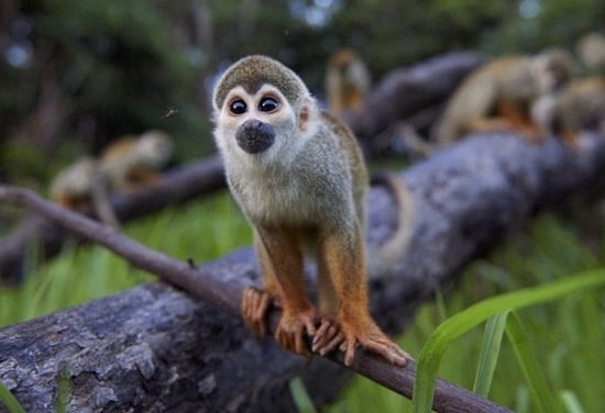 Squirrel monkey in Peru