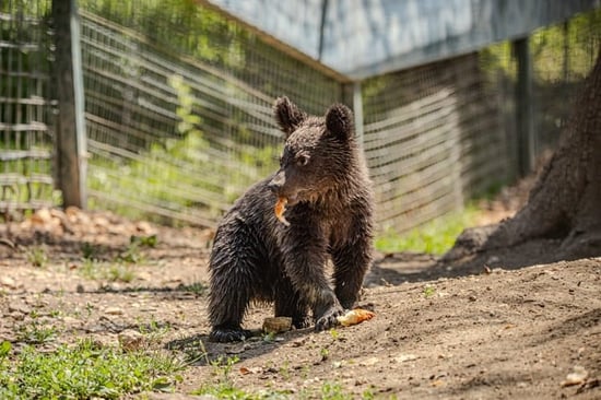 Titzian the bear eating snacks after arriving at Libearty Sanctuary