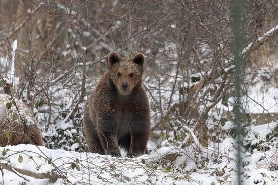 Titzian the bear in snow at Libearty Sanctuary