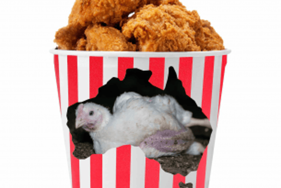 Social media used for animal activism