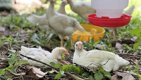Chicken farm, Thailand