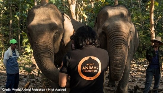 Elephant sanctuary