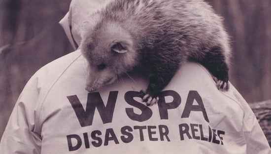 WSPA disaster rescue