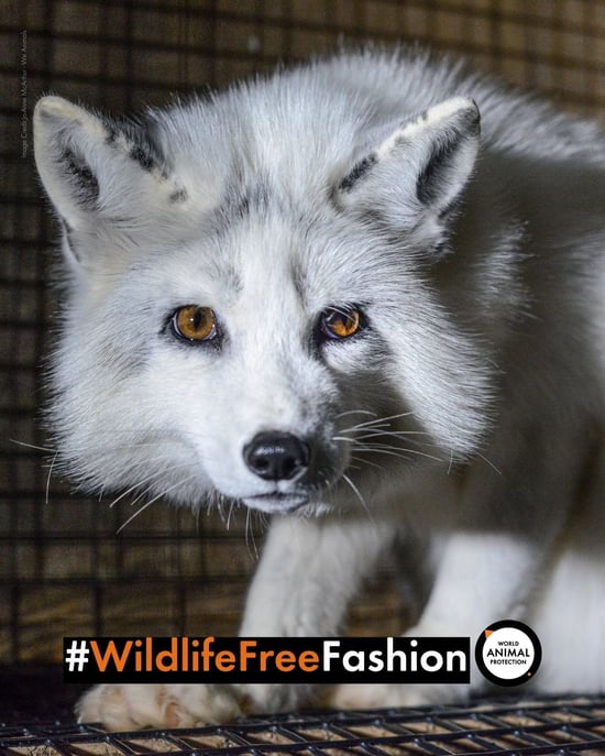A fox in a cage