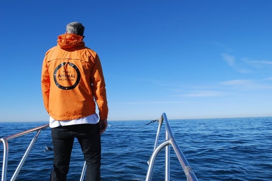 Wild dolphin watching Dana Point