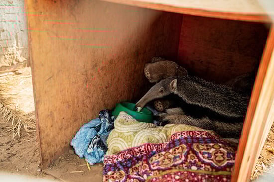 Baby giant anteater.