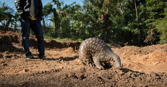 pangolin, India