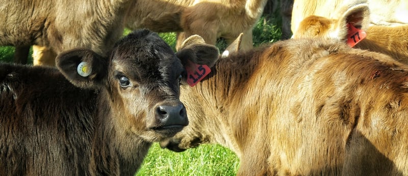 Cows in New Zealand