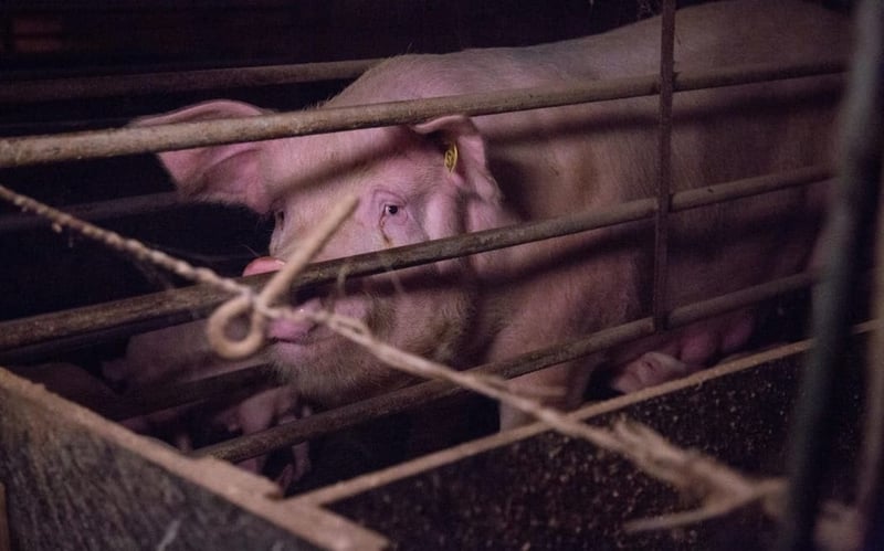 Pig in a farrowing crate