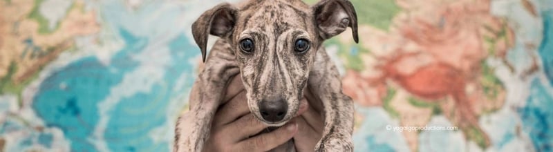 Greyhound
