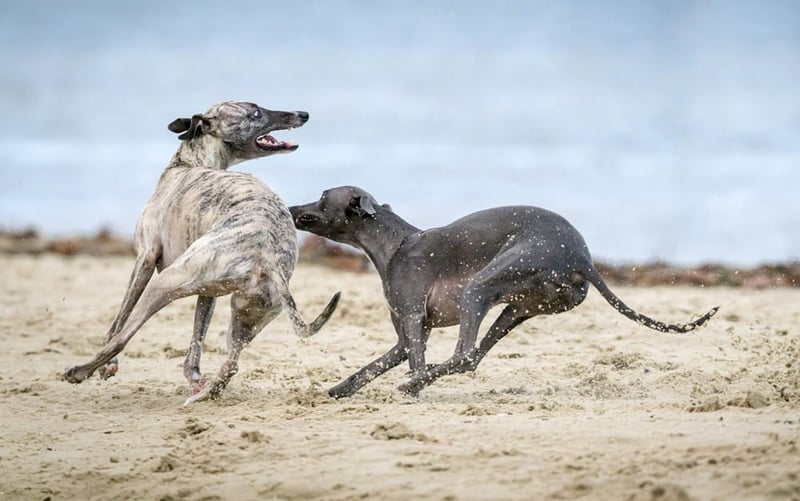 Two greyhounds running on a sandy beach