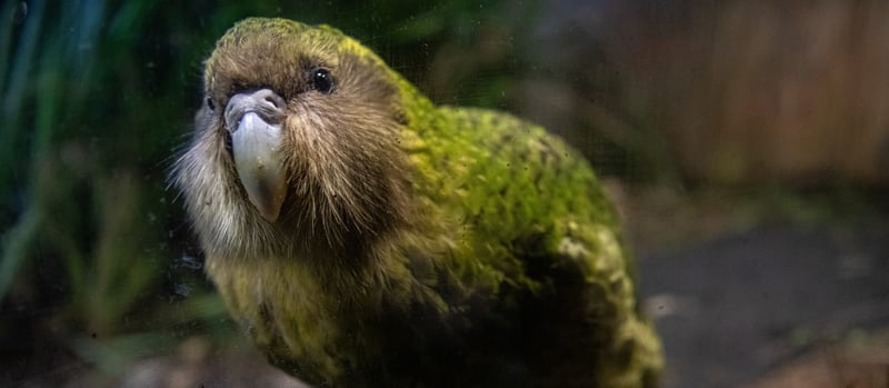 New Zealand Kakapo