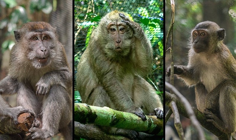 Rescued macaques Jono, Unyil and Amel settle into their jungle home after being released