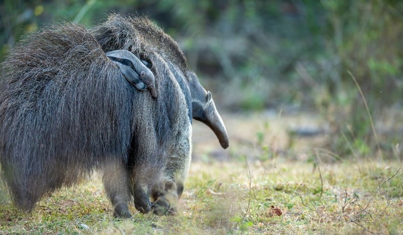 Cecilia the anteater’s new baby hangs on to her back