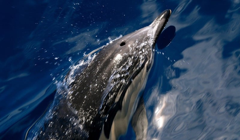 Azores Whale Heritage Area