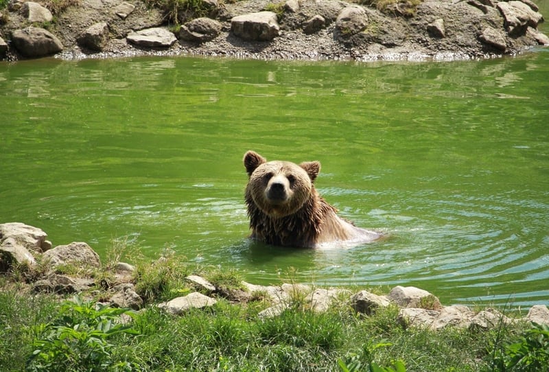 Bear at Libearty Sanctuary