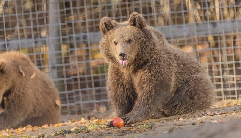 Baby brown bear Alain munches on an apple in Libearty Sanctuary’s new baby bear enclosure
