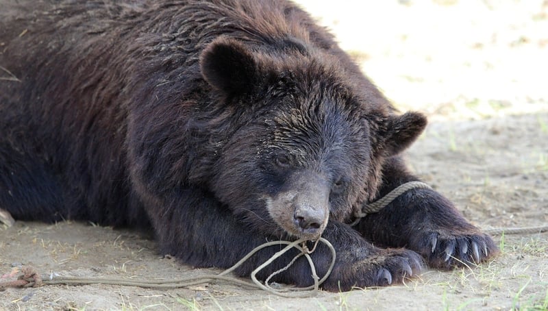 What life was like for dancing bear Makhan, before she was handed over to a sanctuary