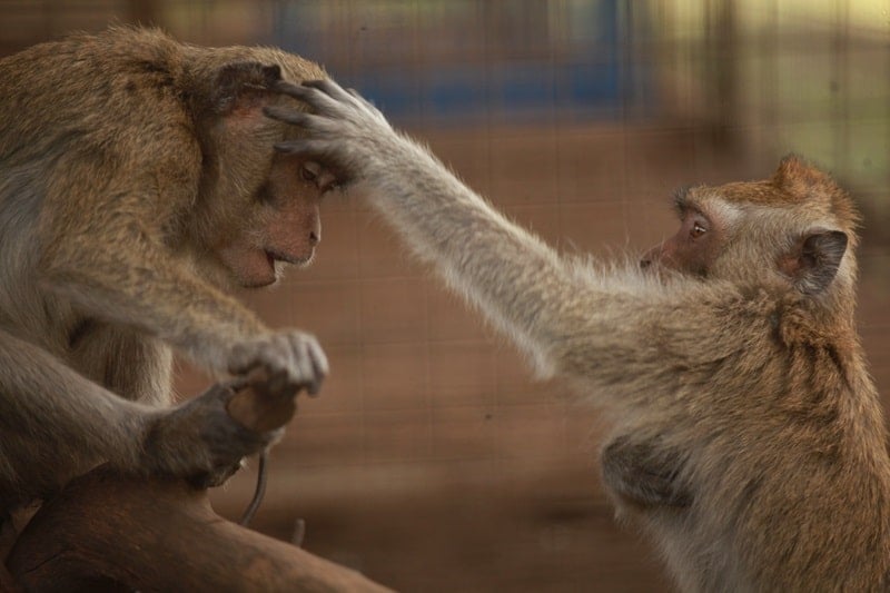 Dancing monkeys in socialisation cage