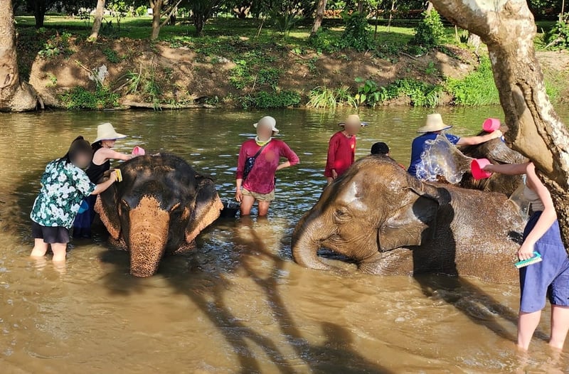 People washing elephants