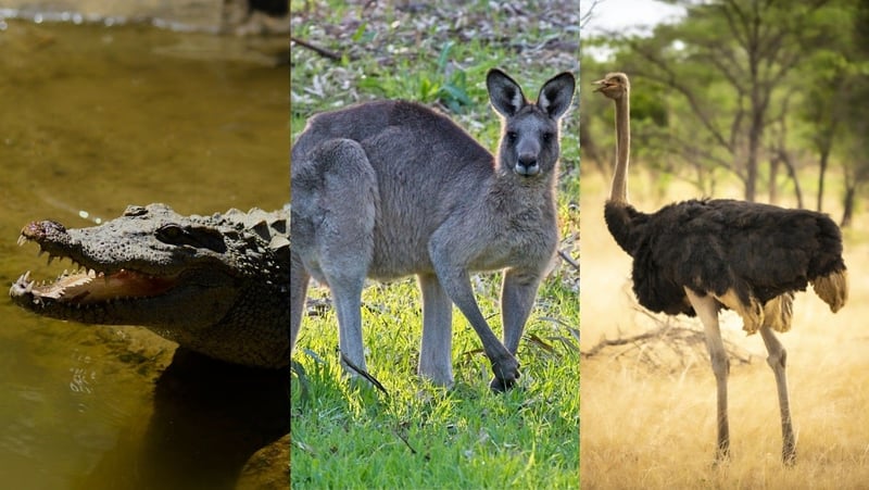 Animals used for fashion