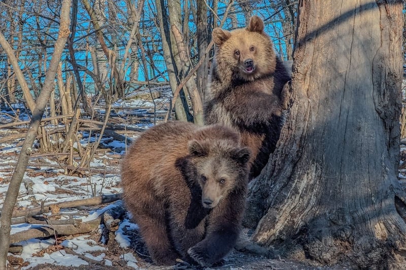 Two bear cubs play behind a tree at a sanctuary in Romania
