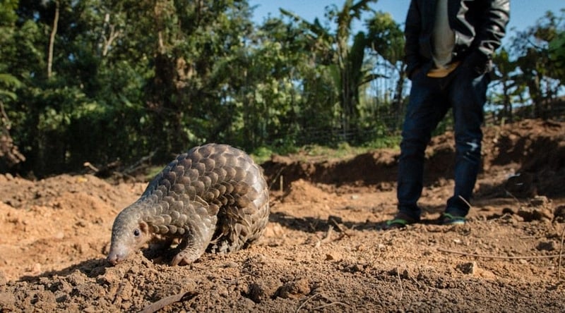 Pangolin in India