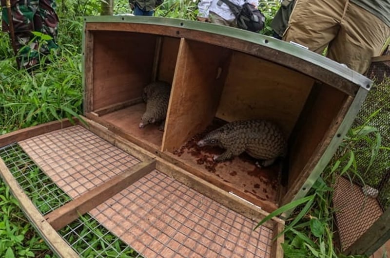 Pangolin release in the wild