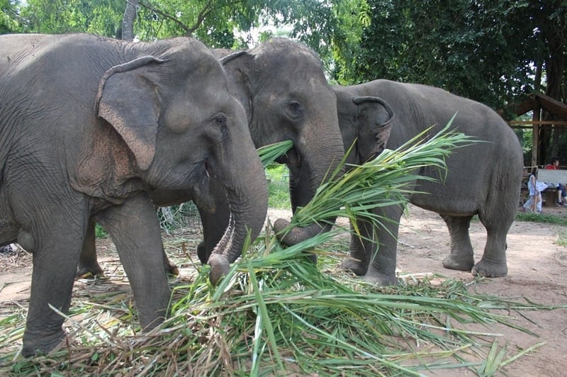 Elephants at Sappraiwan Elephant Sanctuary enjoy a snack