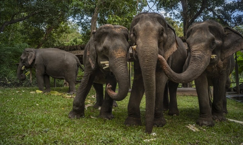 Three elephants share some fresh bamboo for breakfast at Sappraiwan sanctuary in Thailand