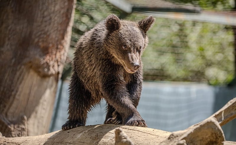 A rescued baby bear explores his enclosure at Libearty Sanctuary in Romania