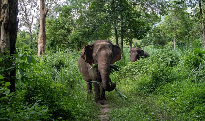 Elephants at Sappraiwan elephant sanctuary