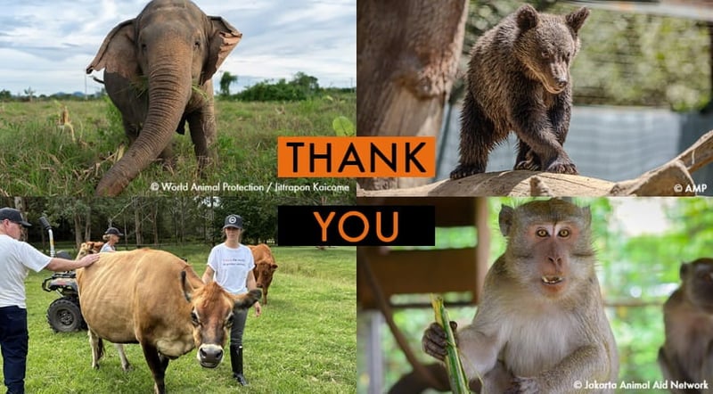 Animals helped from cruelty and suffering around the world