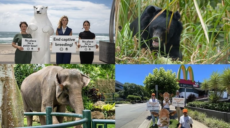 World Animal Protection protest actions and animals you've helped protect