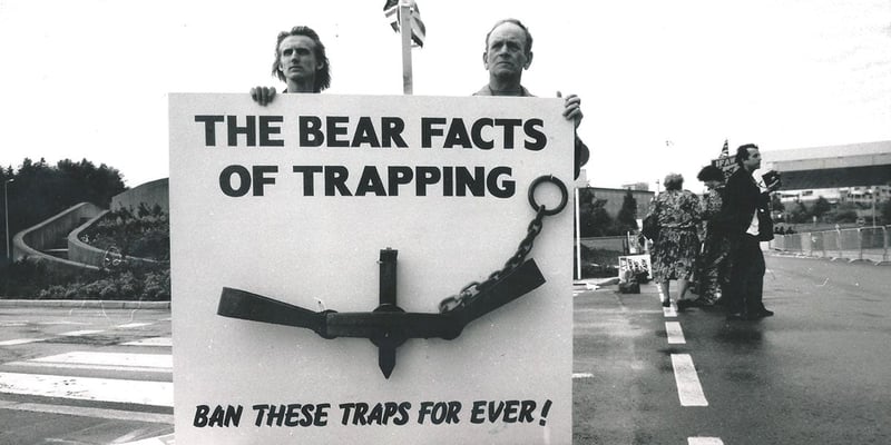 bear facts of trapping