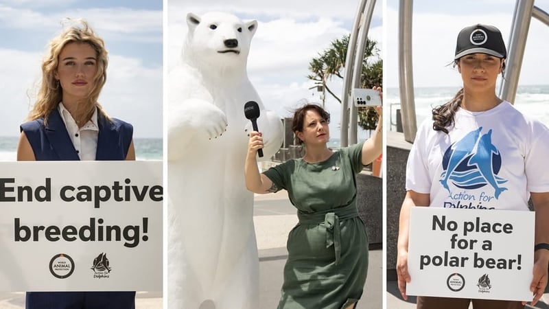 Staff and supporters protesting captive breeding at Sea World on the Gold Coast