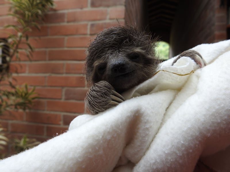 Male three-toed sloth