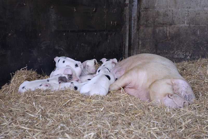 Support Meat Free Week for farm animals, the planet and your health