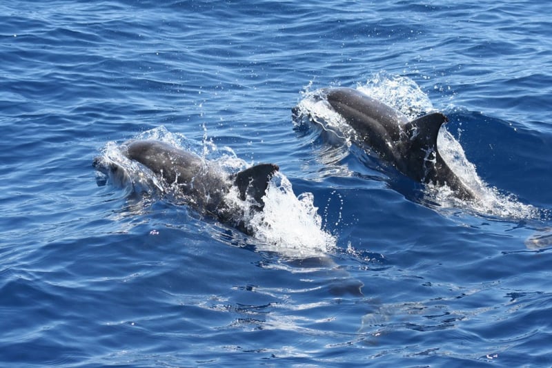 Wild Dolphins