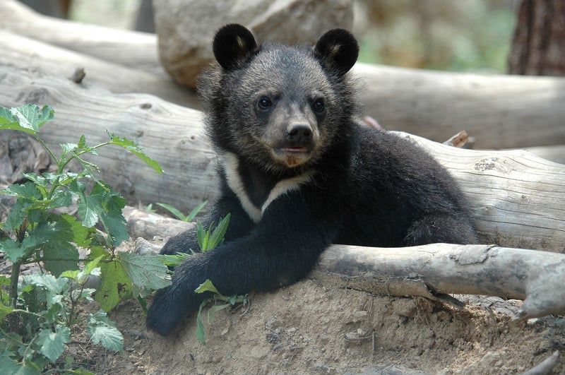 Moonbear