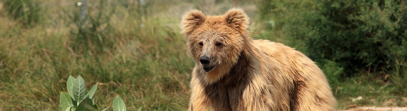 Leela not long after she moved in the Balkasar bear sanctuary