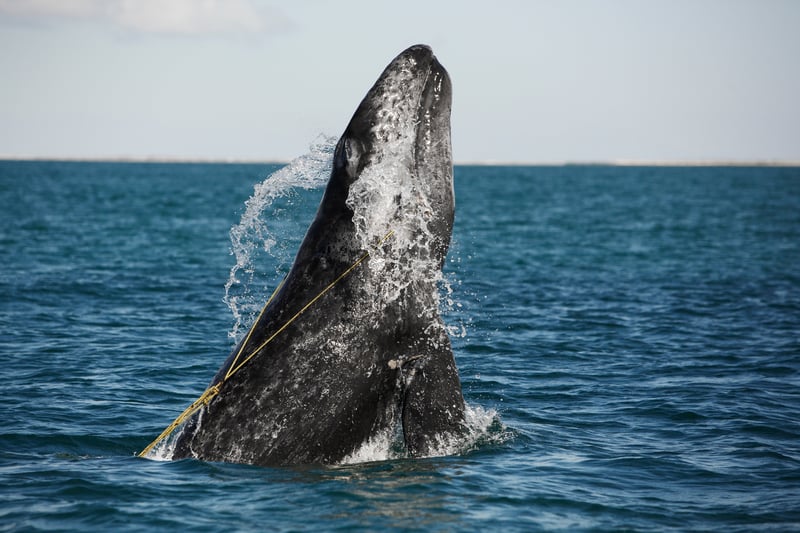 Ending the wave of suffering caused by ‘ghost gear’