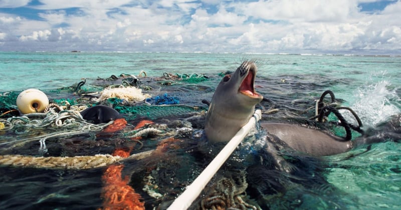 Monk seal is caught in abandoned fishing tackle, Pacific Ocean