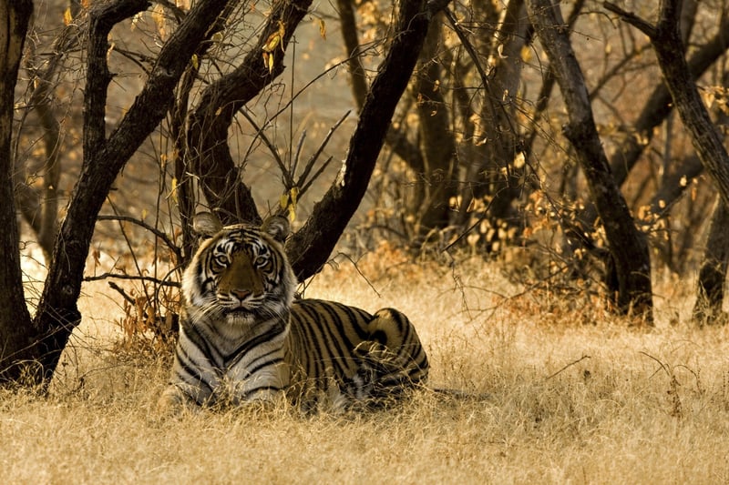 Caption: A wild tiger sitting on the dry grasses in a reserve in India. Credit: iStock. by Getty Images