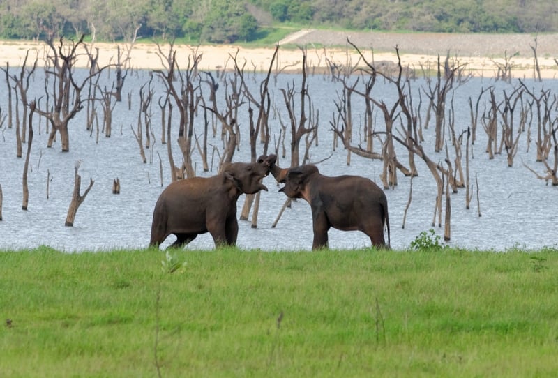 Elephant friendly traveller