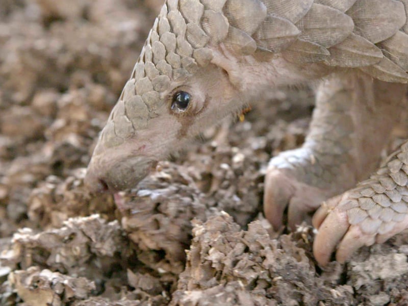 A pangolin forages for termites at the wildlife centre where it is being cared for.