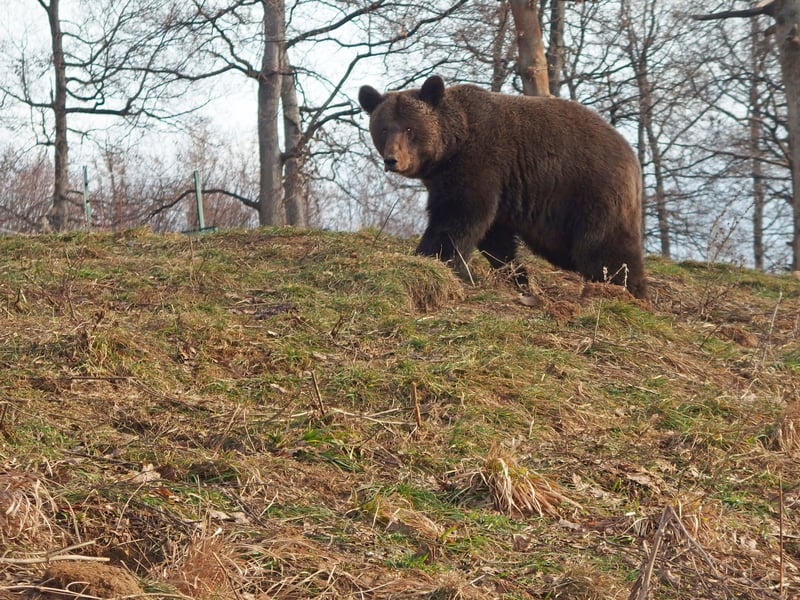 Bears belong in the wild