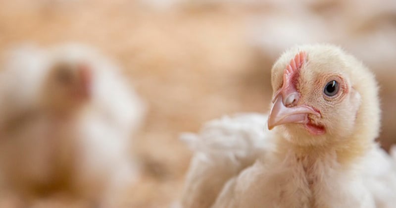 19 day old broiler meat chicken