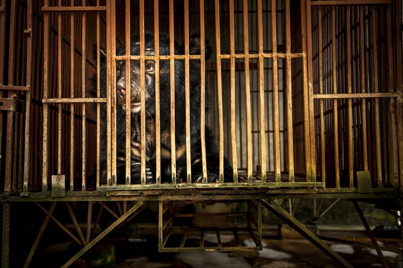 Vietnam’s National Bear Week highlights importance of ending the country’s cruel bear bile industry