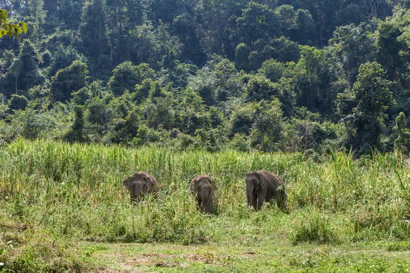 How to be an animal-friendly traveller